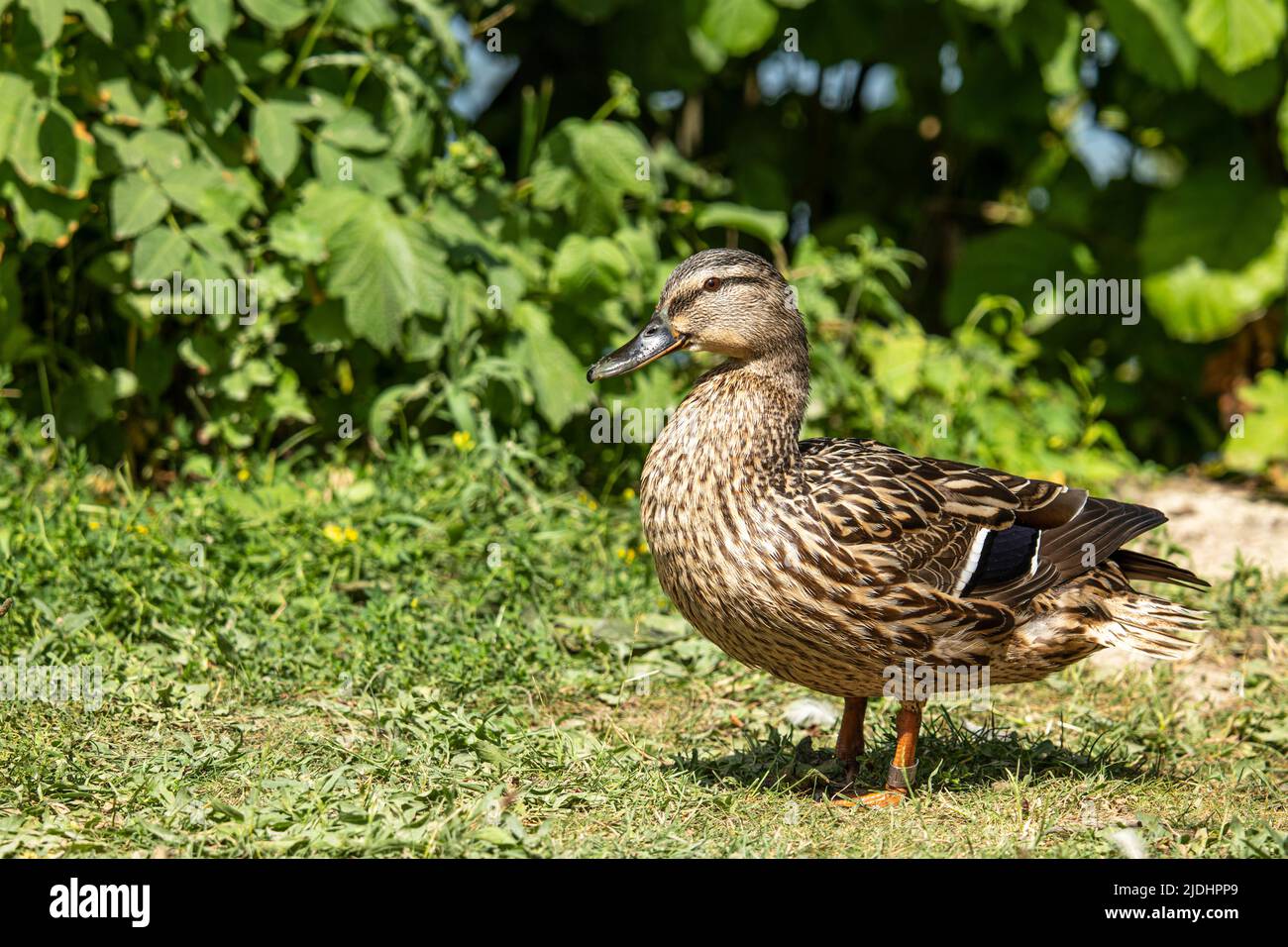 Portrait of a standing, female mallard with a natural, green background Stock Photo