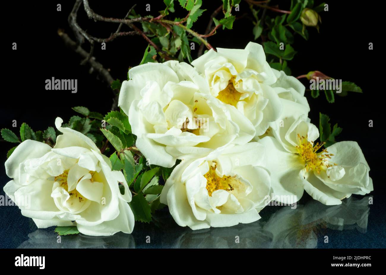 Reflection of flowers hi-res stock photography and images - Alamy