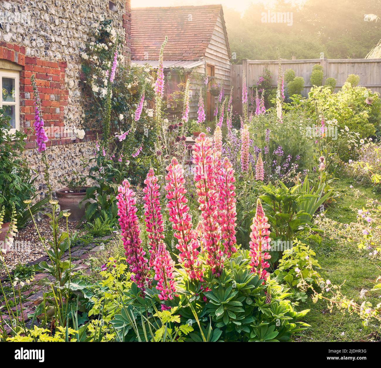English Country Garden with cottage garden plants in summer and a flint wall Stock Photo