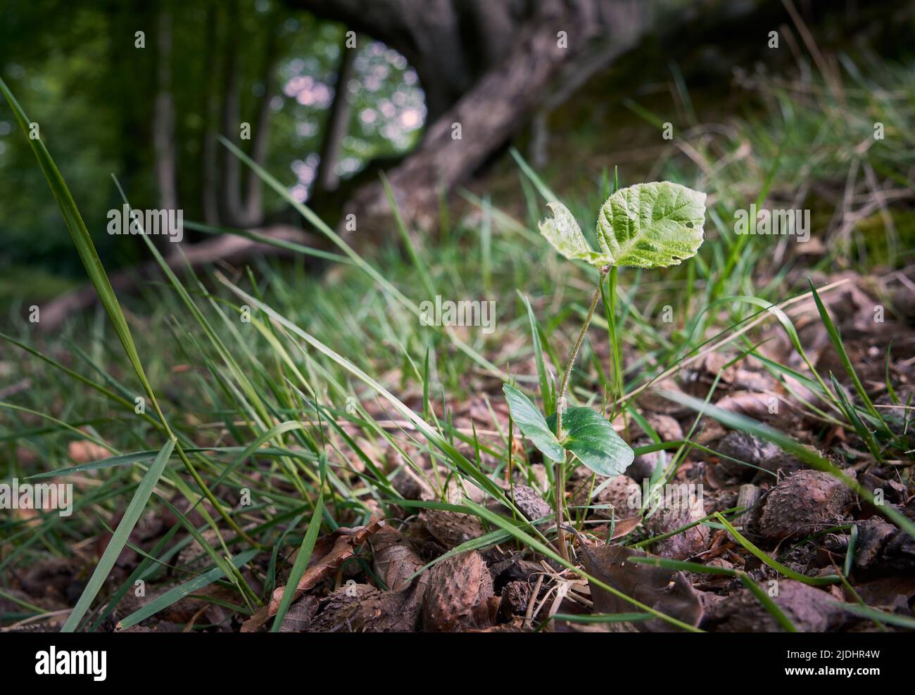 Beech (Fagus sylvatica) seedling growing in a woodland Stock Photo