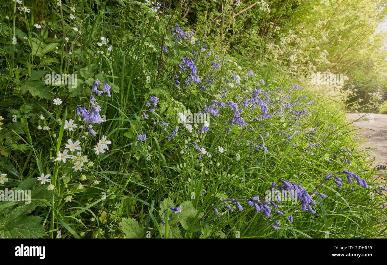 A sunny springtime road verge covered in wild flowers Stock Photo