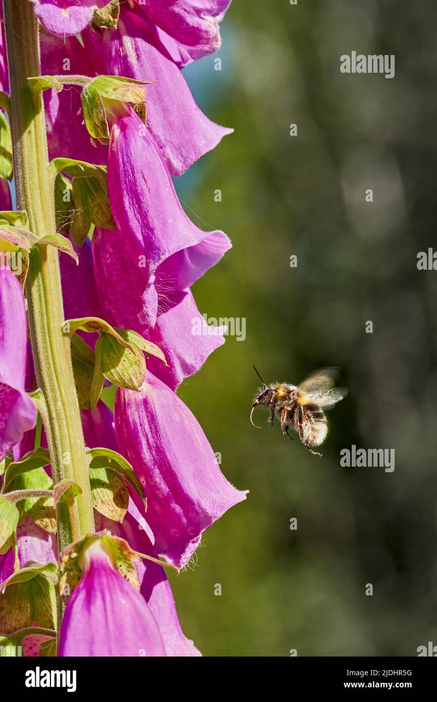Bumblebee collecting nectar froma foxglove flower Stock Photo