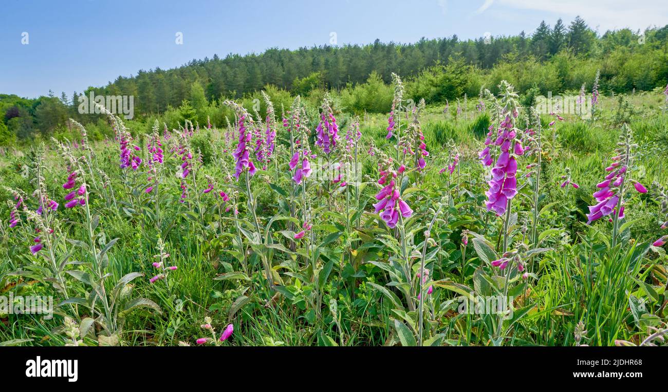 Flowering Foxgloves in a woodland clearing in sunshine Stock Photo