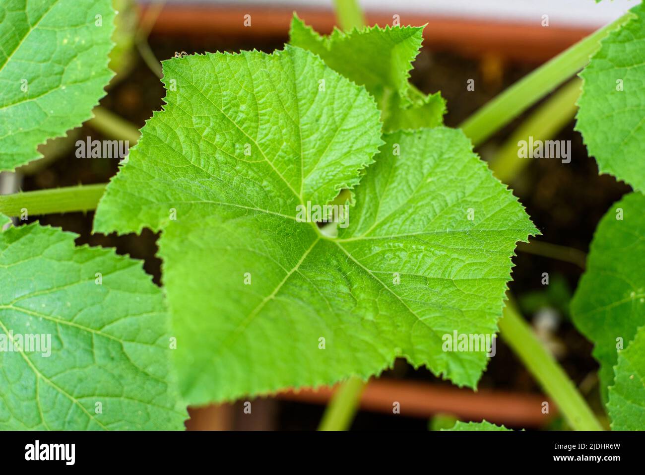 Detail of the leaves of a pumpkin plant, growing in a pot. Stock Photo