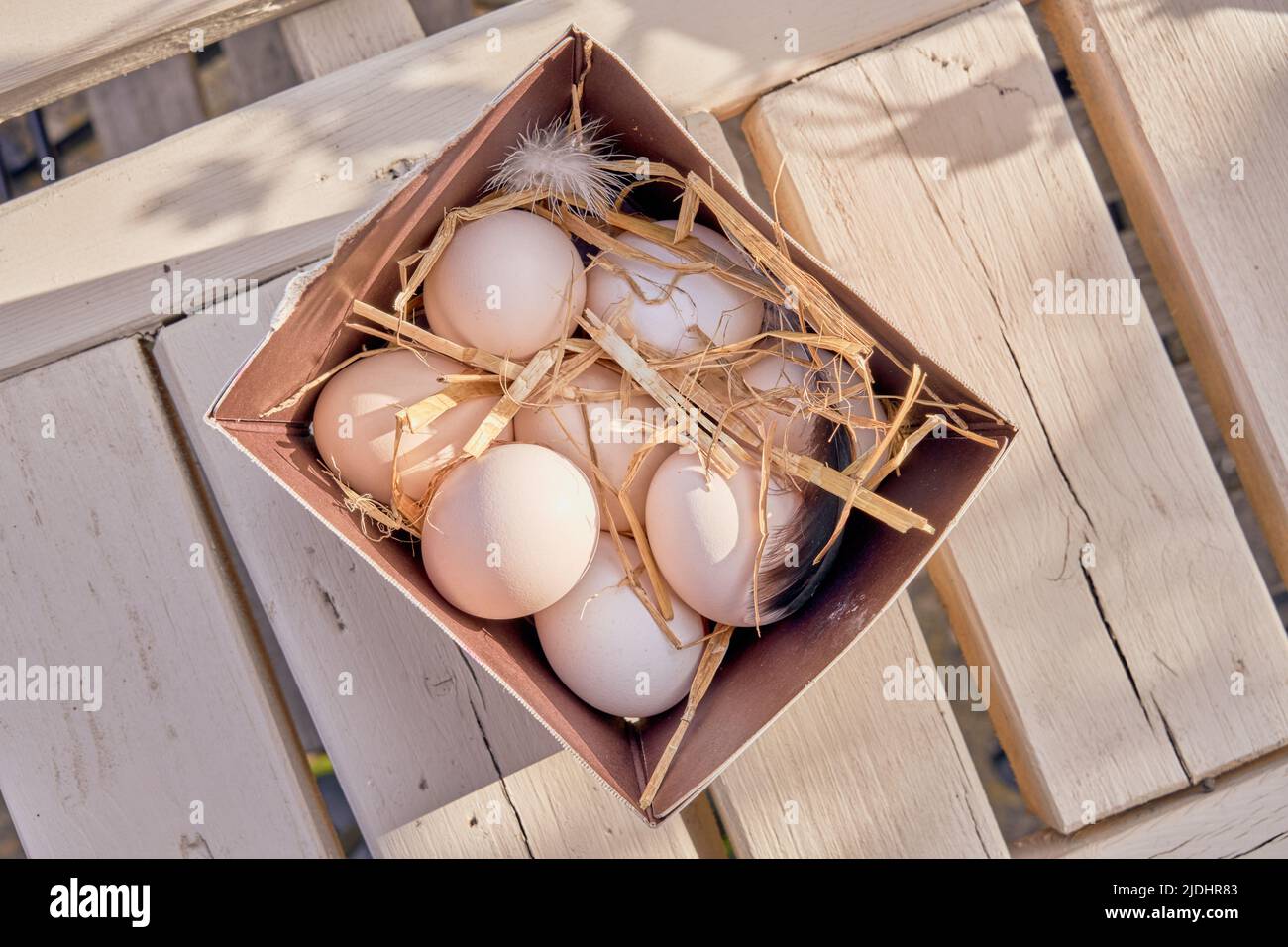 Organic white chicken eggs in a box with straw and feathers Stock Photo