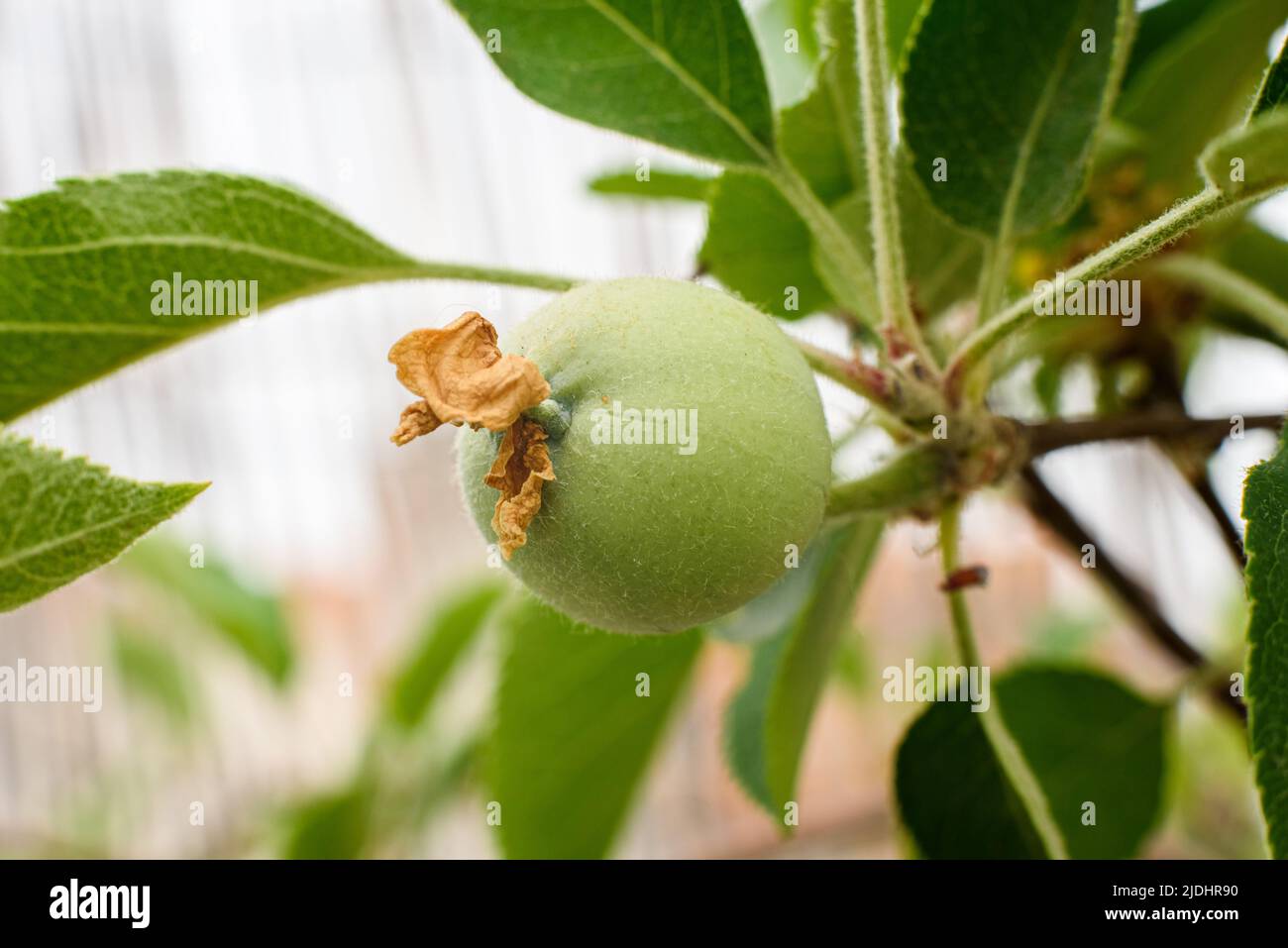 Apple buds, still green fruit growing on the tree. Stock Photo