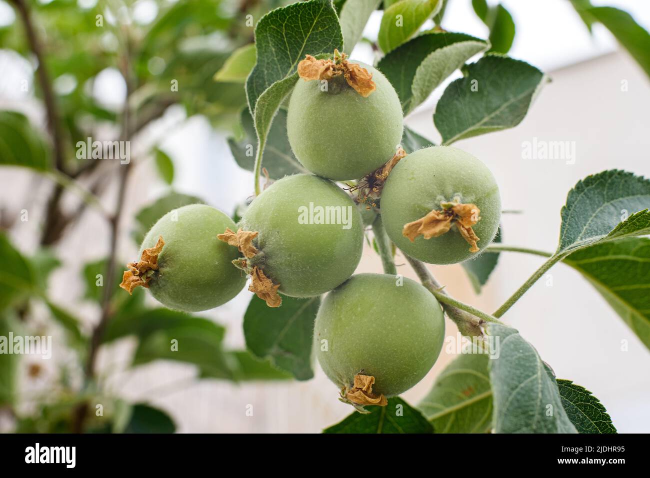 Apple buds, still green fruit growing on the tree. Stock Photo
