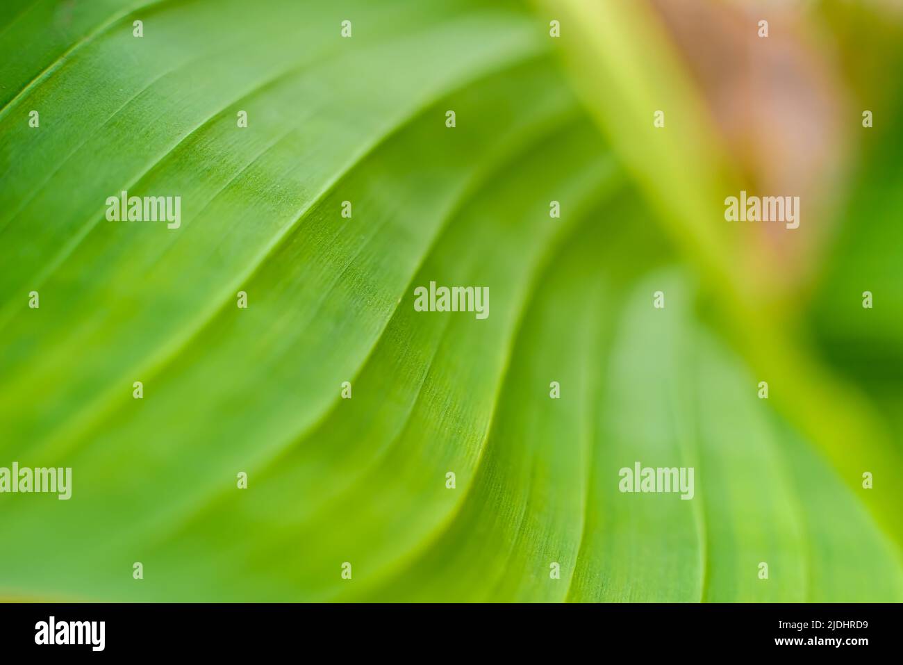 Natural background of flat texture of a wavy banana leaf. Stock Photo