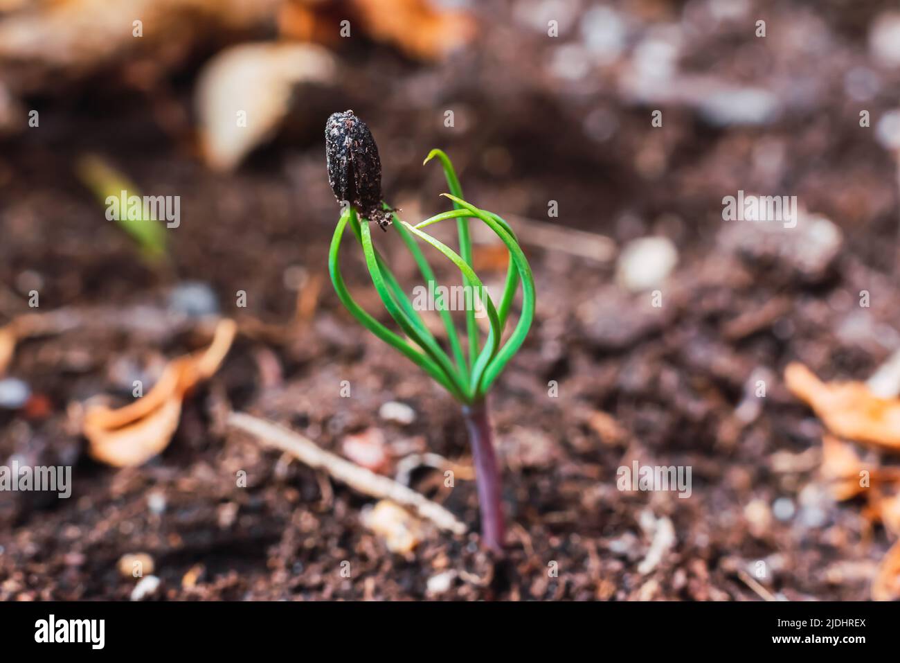 The pine seed has germinated and sprouts from its shell in the ground. Stock Photo