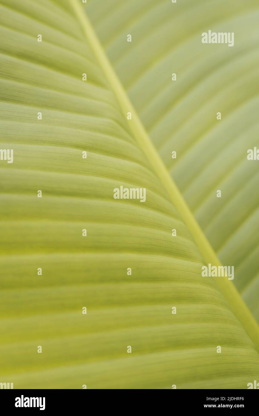 Natural background of flat texture of a wavy banana leaf. Stock Photo