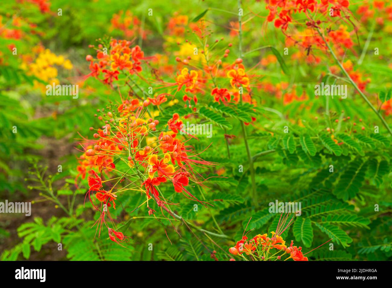 Beautiful lush phoenix flowers in the garden Stock Photo Alamy