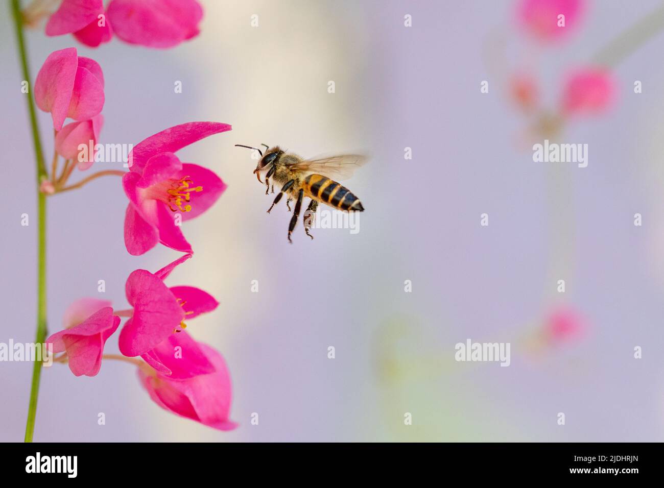 Asian species little bee collecting nectar of the coral vine flowers in north Thailand Stock Photo