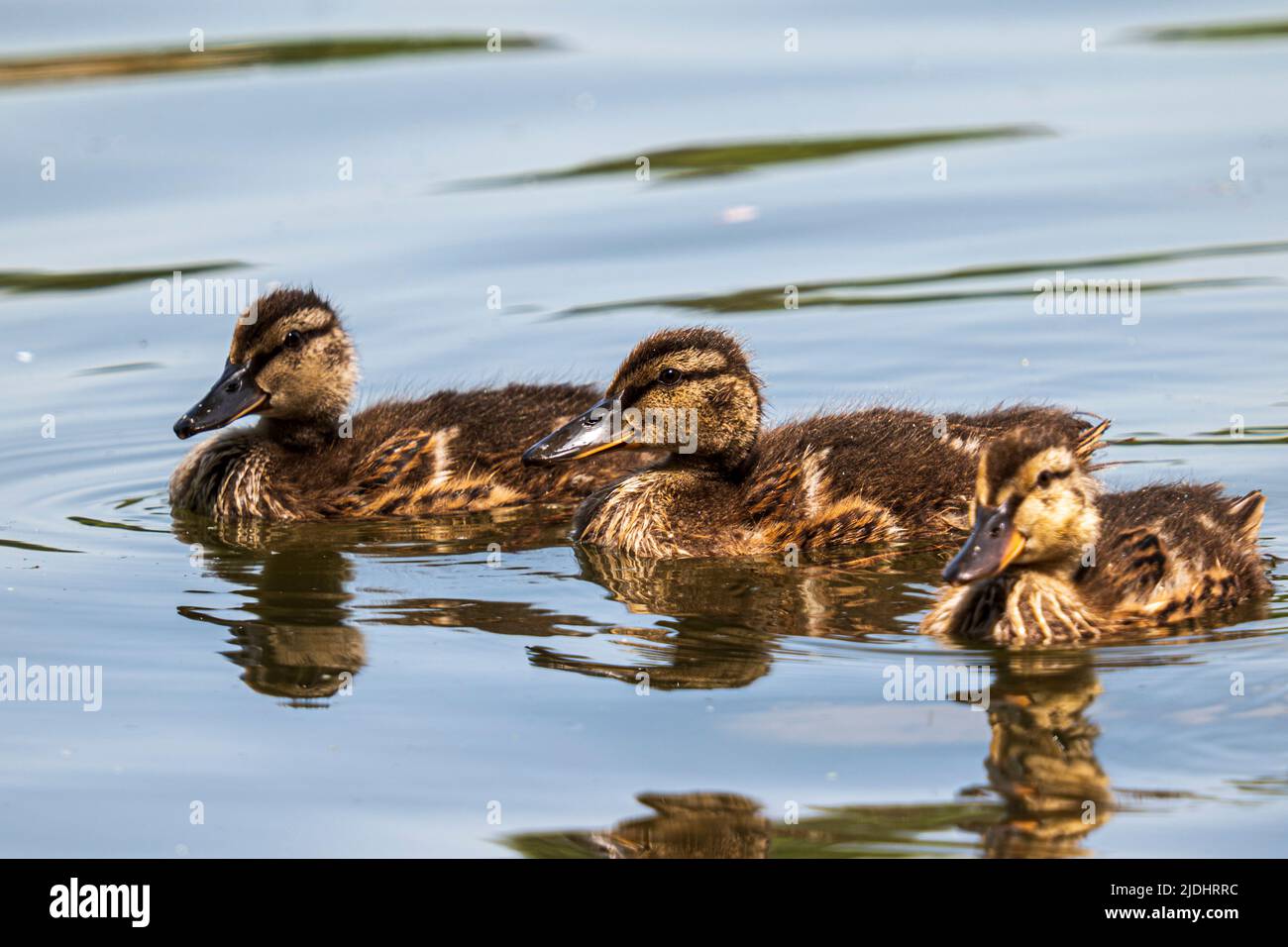 three young mallards chicks swimming Stock Photo
