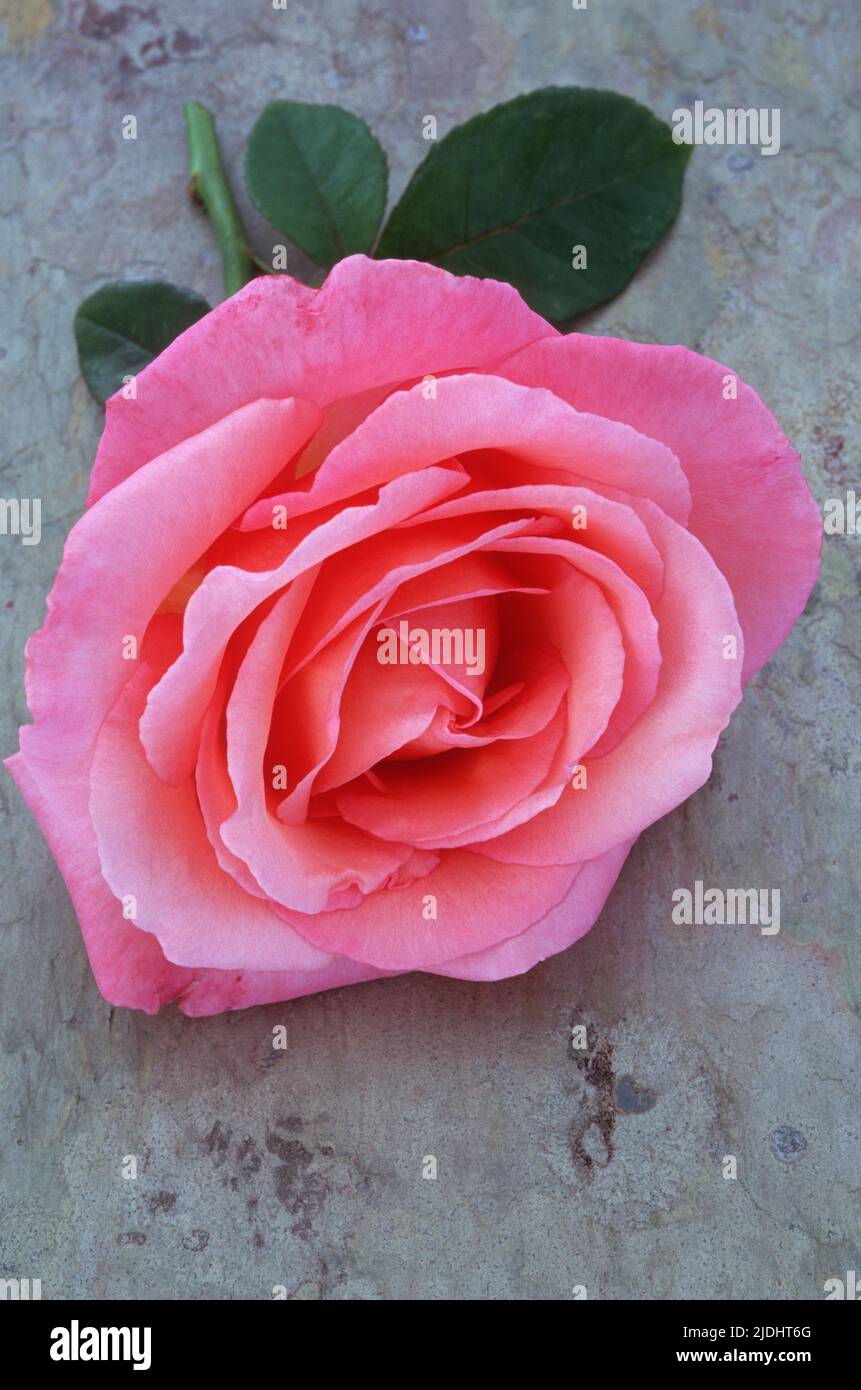 Rosa töne hi-res stock photography and images - Alamy