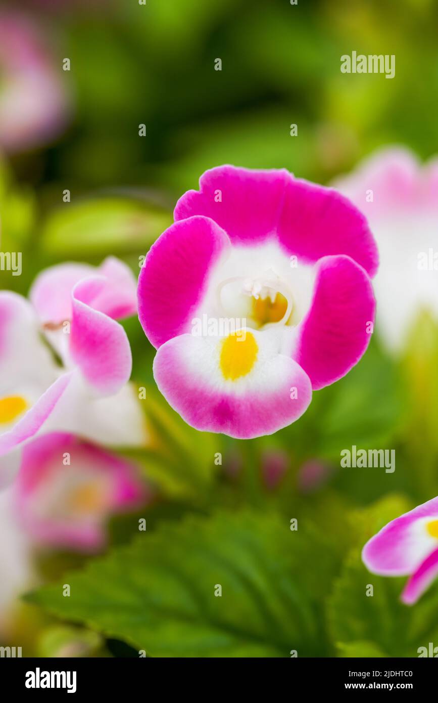Blooming blue pig ear flowers in the garden Stock Photo Alamy