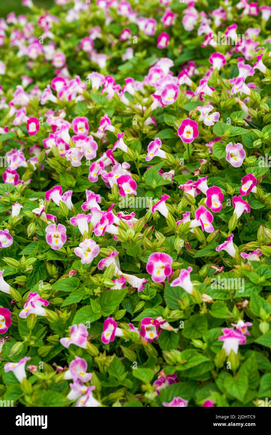 Blooming blue pig ear flowers in the garden Stock Photo Alamy