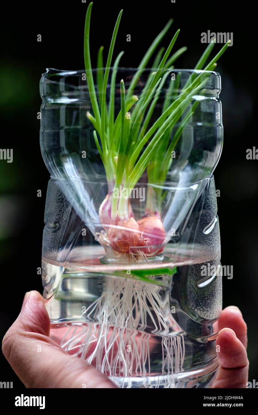 Bunch of shallots stock photo. Image of plant, shallot - 31223948