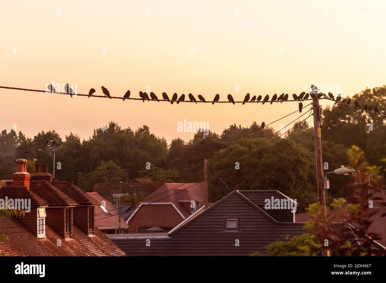 Birds on a wire at summer solstice sunrise Stock Photo
