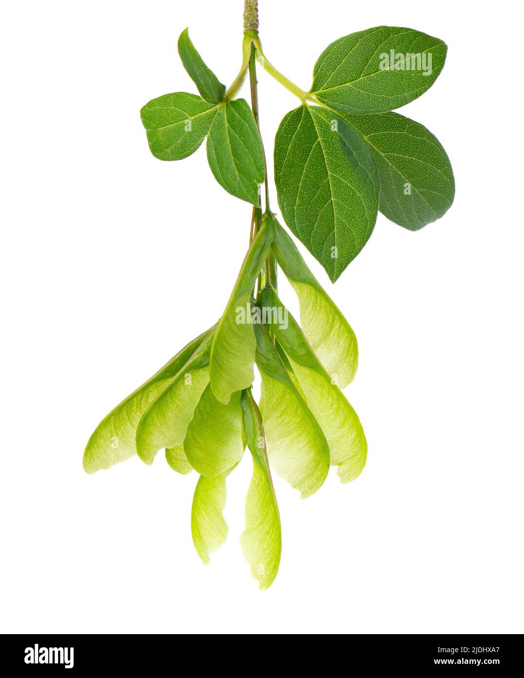 Ashleaf maple branch isolated on white background. Maple Acer negundo leaves and seeds Stock Photo