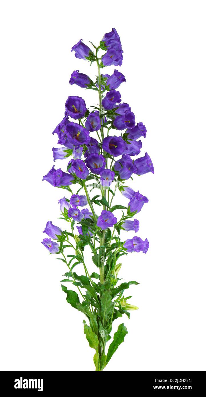 Campanula medium flowers isolated on white background. Blue flowers Canterbury bells or bell flower Stock Photo