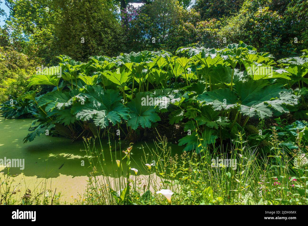 Gunnera,Growing beside a,Pond,Kent,England Stock Photo