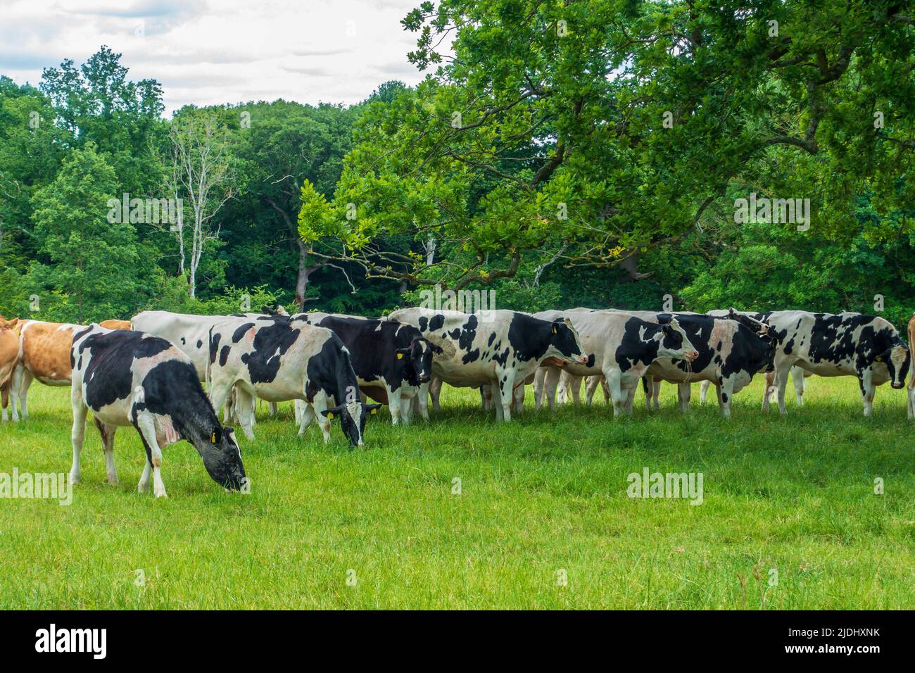Herd,of,Cows,grazing,english,meadow,black and white,Kent,England Stock Photo