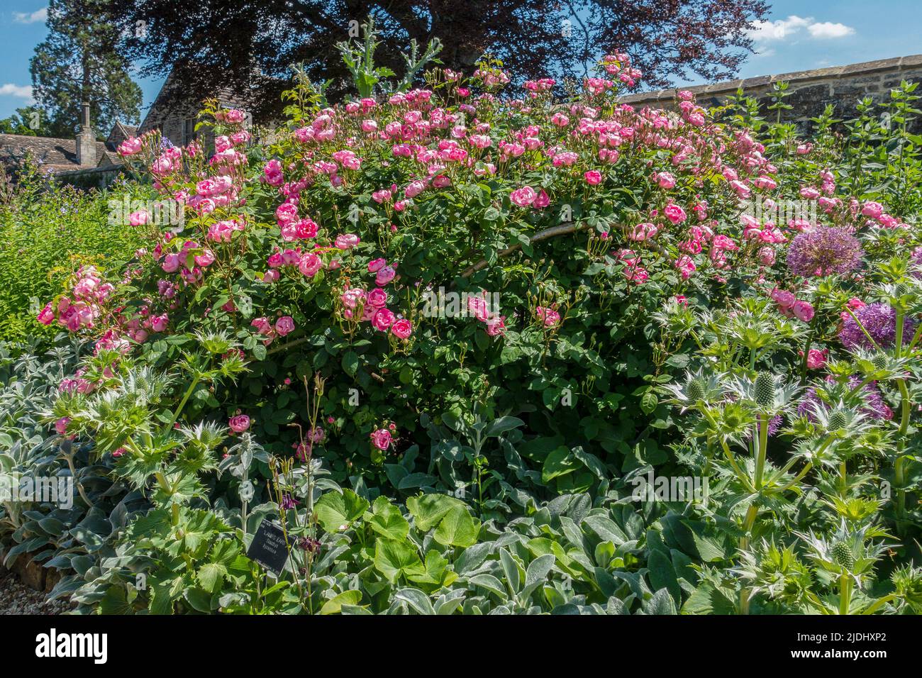 Pink Rose,Bush,Rosa Raubritter,Wakehurst Place,Sussex,England Stock Photo