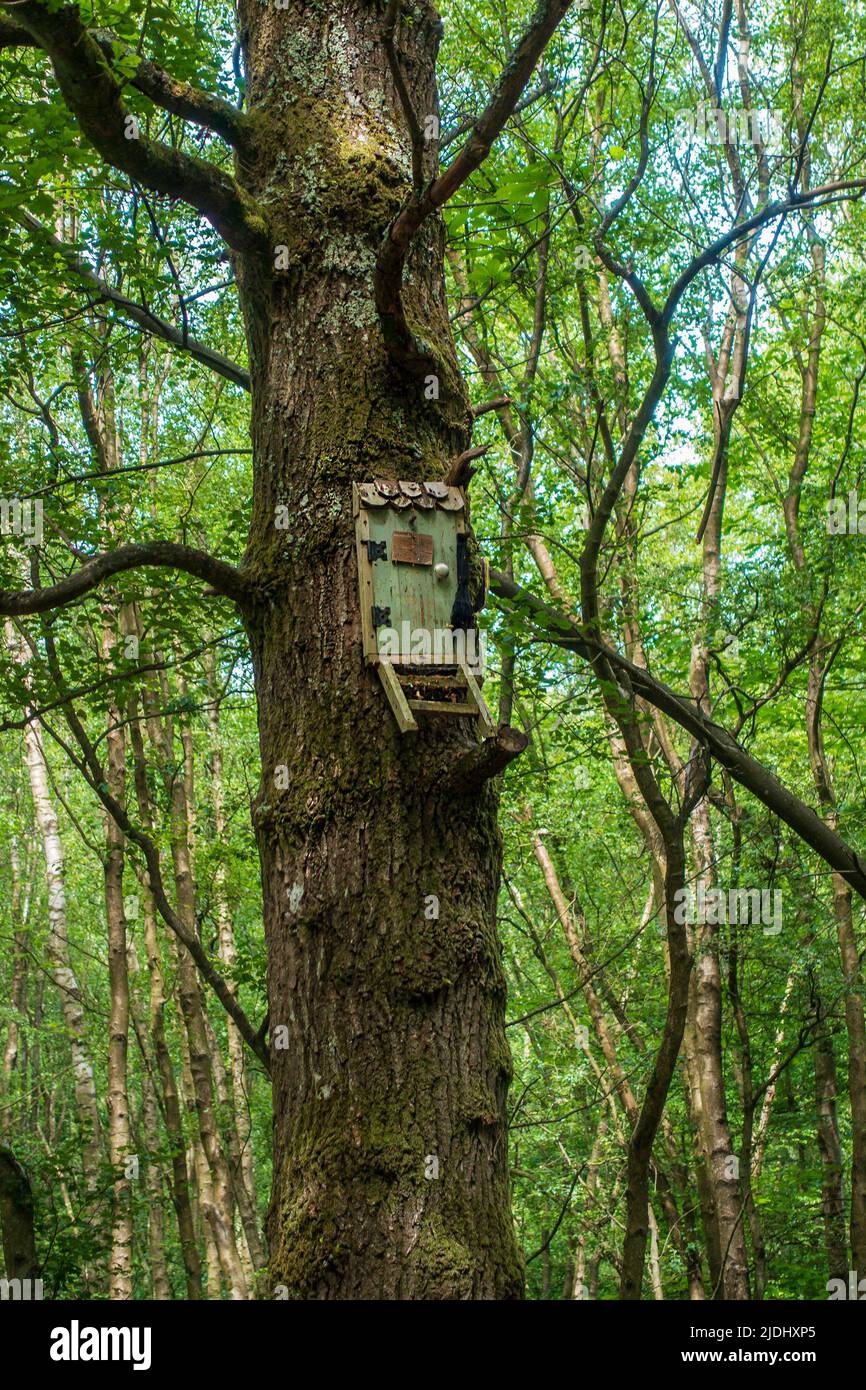 Owl's House,Winnie the Pooh Character,Ashdown Forest,Hundred Acre Wood,High up in a tree on the trail to the Poohsticks Bridge,Sussex,England Stock Photo