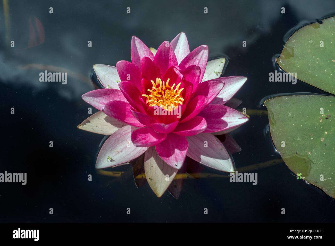 Nymphaea,Deep Pink,Purple,Water,Lilly,Pond Lily,Yellow Stamen, Stock Photo