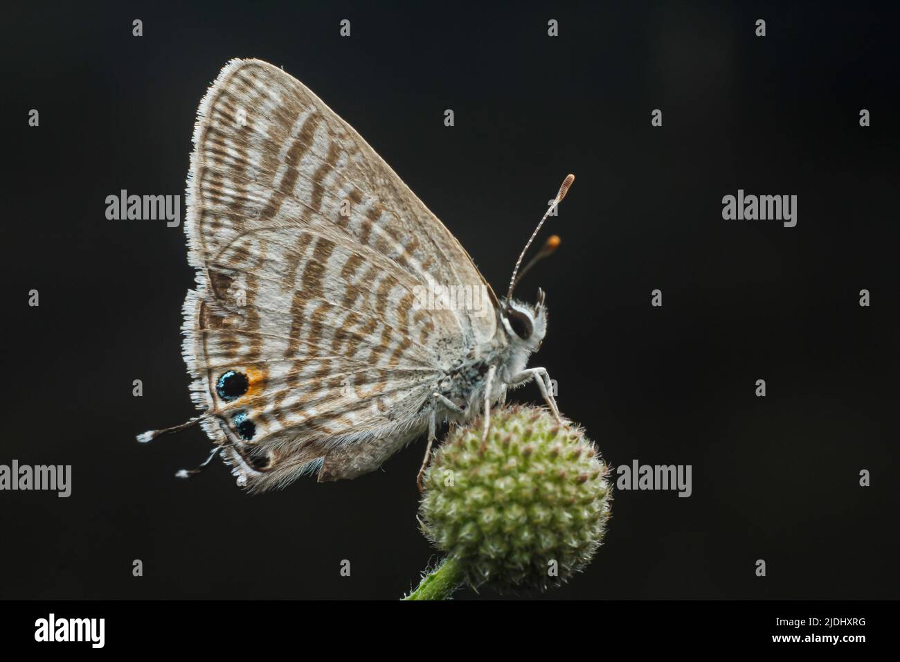 The Pea Blue butterfly scientific name Lampides boeticus. Butterflies ...