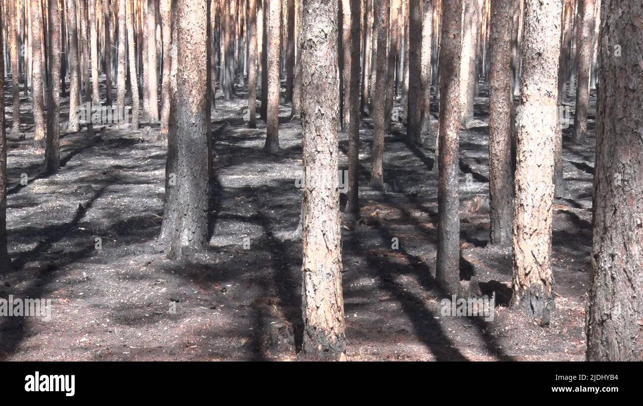 Beelitz, Germany. 21st June, 2022. Charred trees. The devastating ...