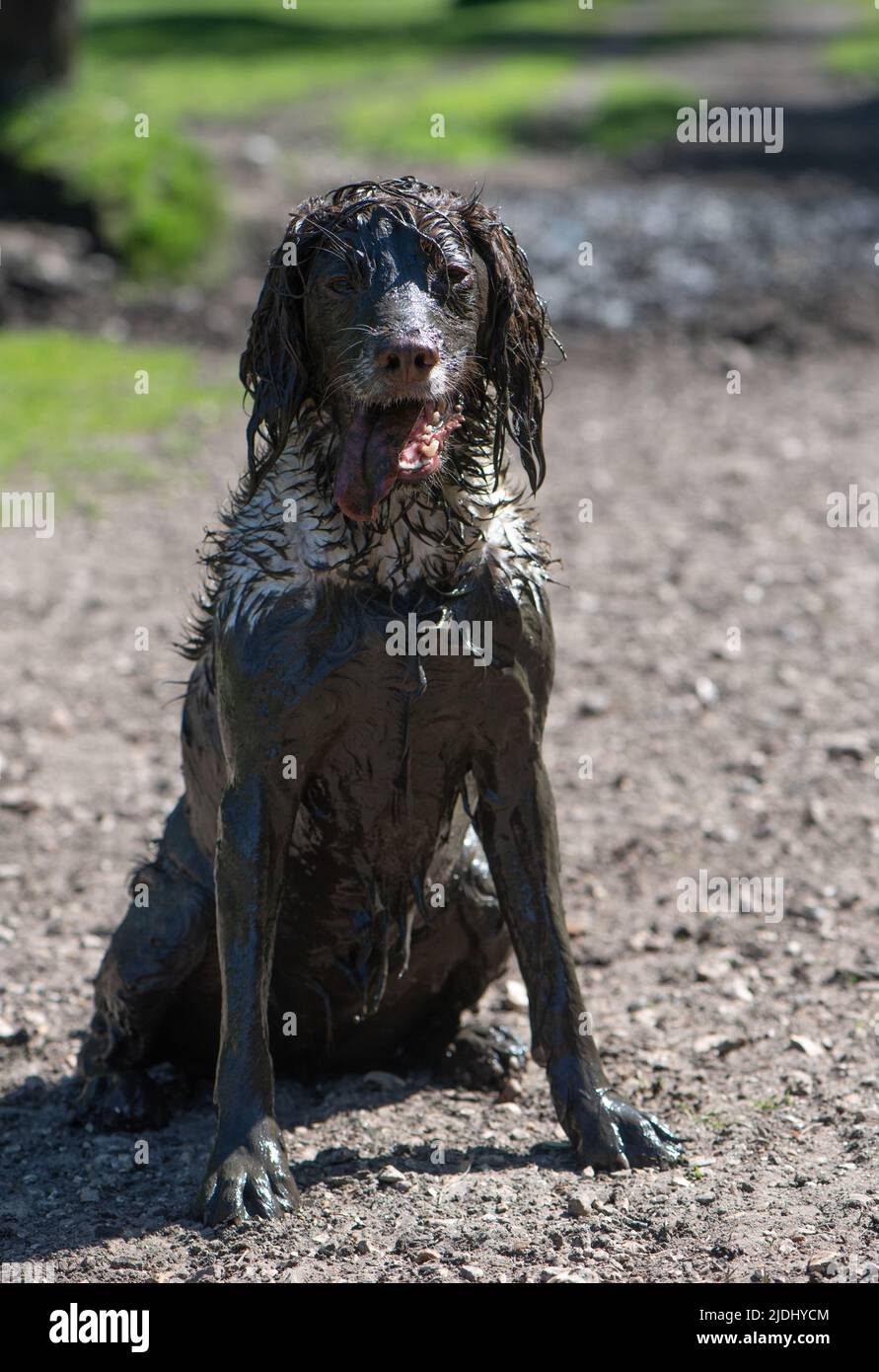 A very muddy English Springer Spaniel having explored a muddy stream in the New Forest Hampshire uk. Using mud to stay cool in hot sun. Stock Photo