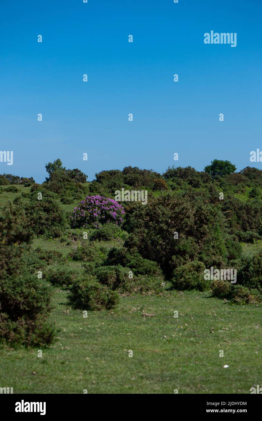 Rhododendron ponticum is an established non-native invasive species within the UK, seen in this image a lone bush amongst the gorse in the New Forest. Stock Photo