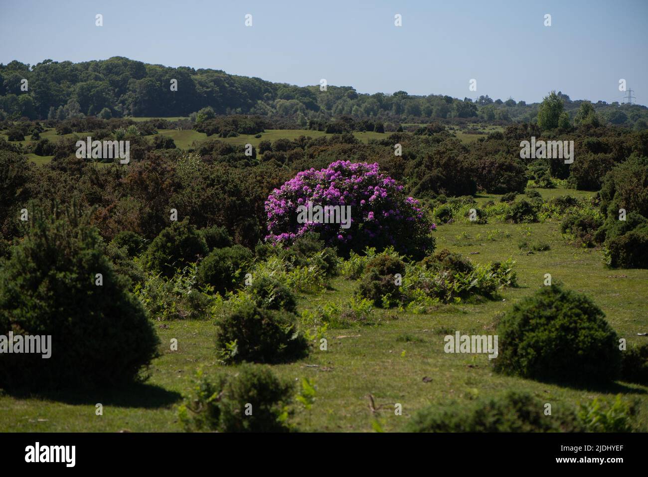Rhododendron ponticum is an established non-native invasive species within the UK, seen in this image a lone bush amongst the gorse in the New Forest. Stock Photo