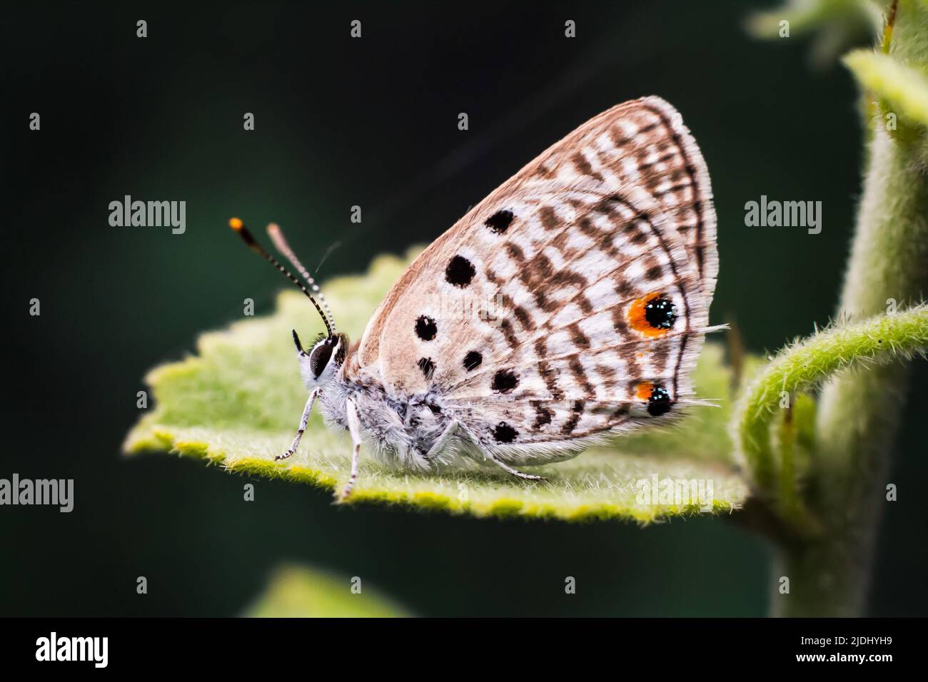 The Black-Striped Hairtail butterfly, scientific name Anthene amarah ...