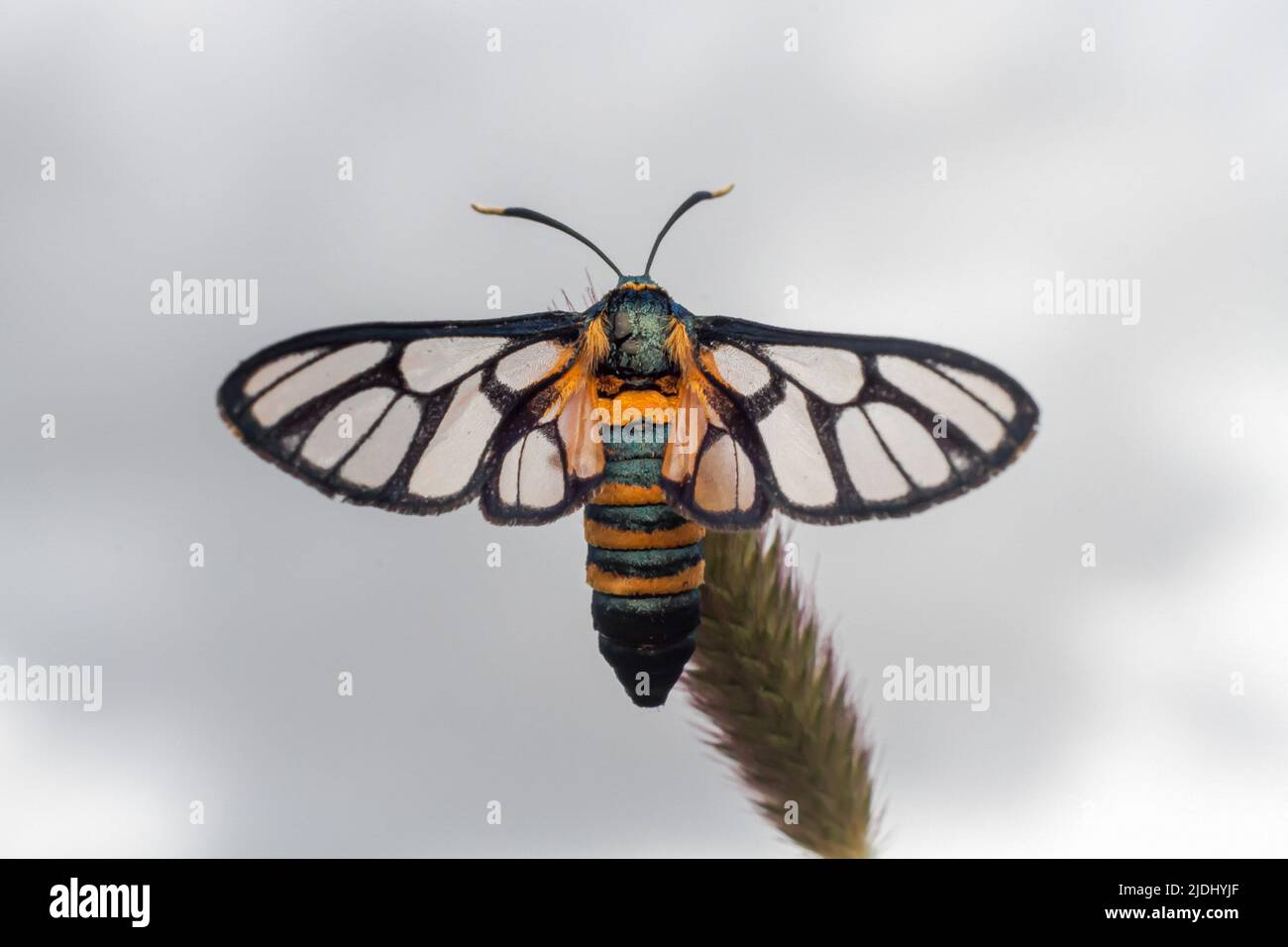 Amata chloroscia butterfly hi-res stock photography and images - Alamy