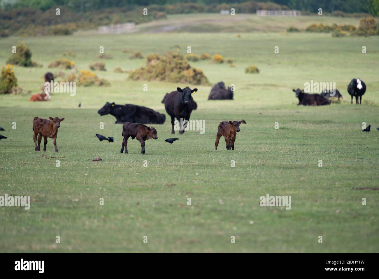 Cows and calfs roam and graze freely on the common land at Canada Common on the border of The New Forest National park Hampshire UK. Stock Photo