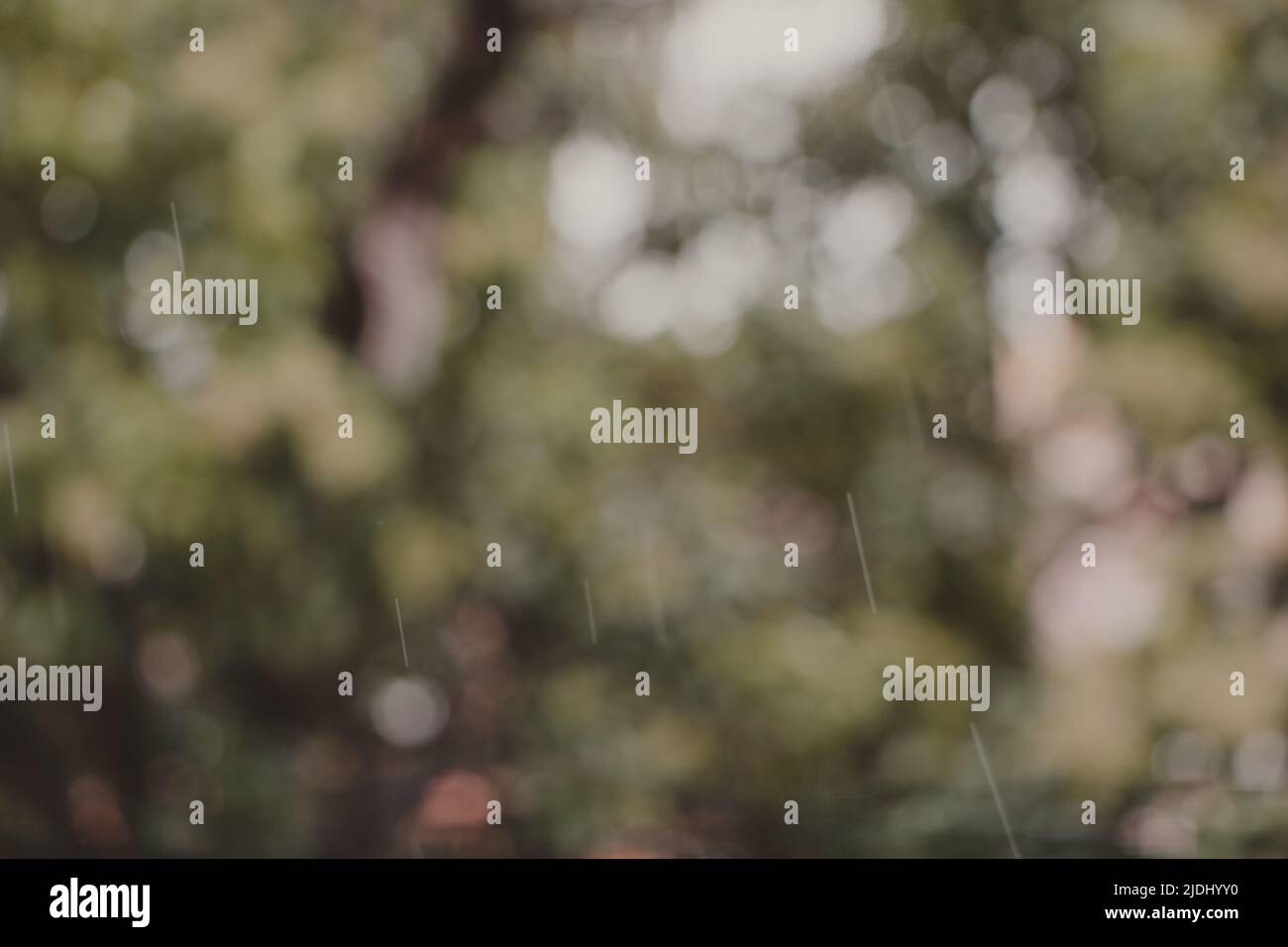 green natural bokeh background Stock Photo
