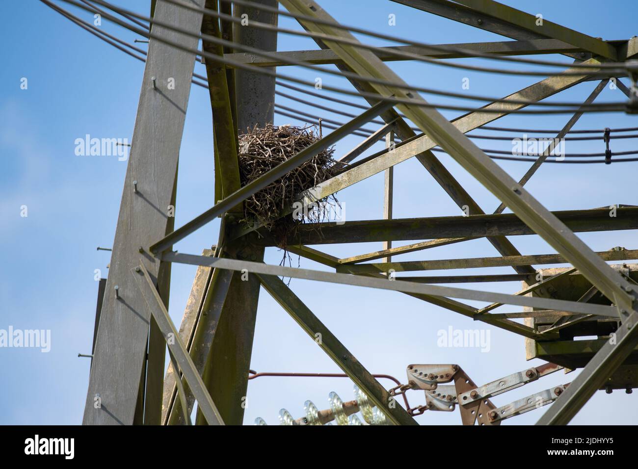 Large bird nest in a lattice electrical power tower in the New Forest Hampshire UK. Stock Photo