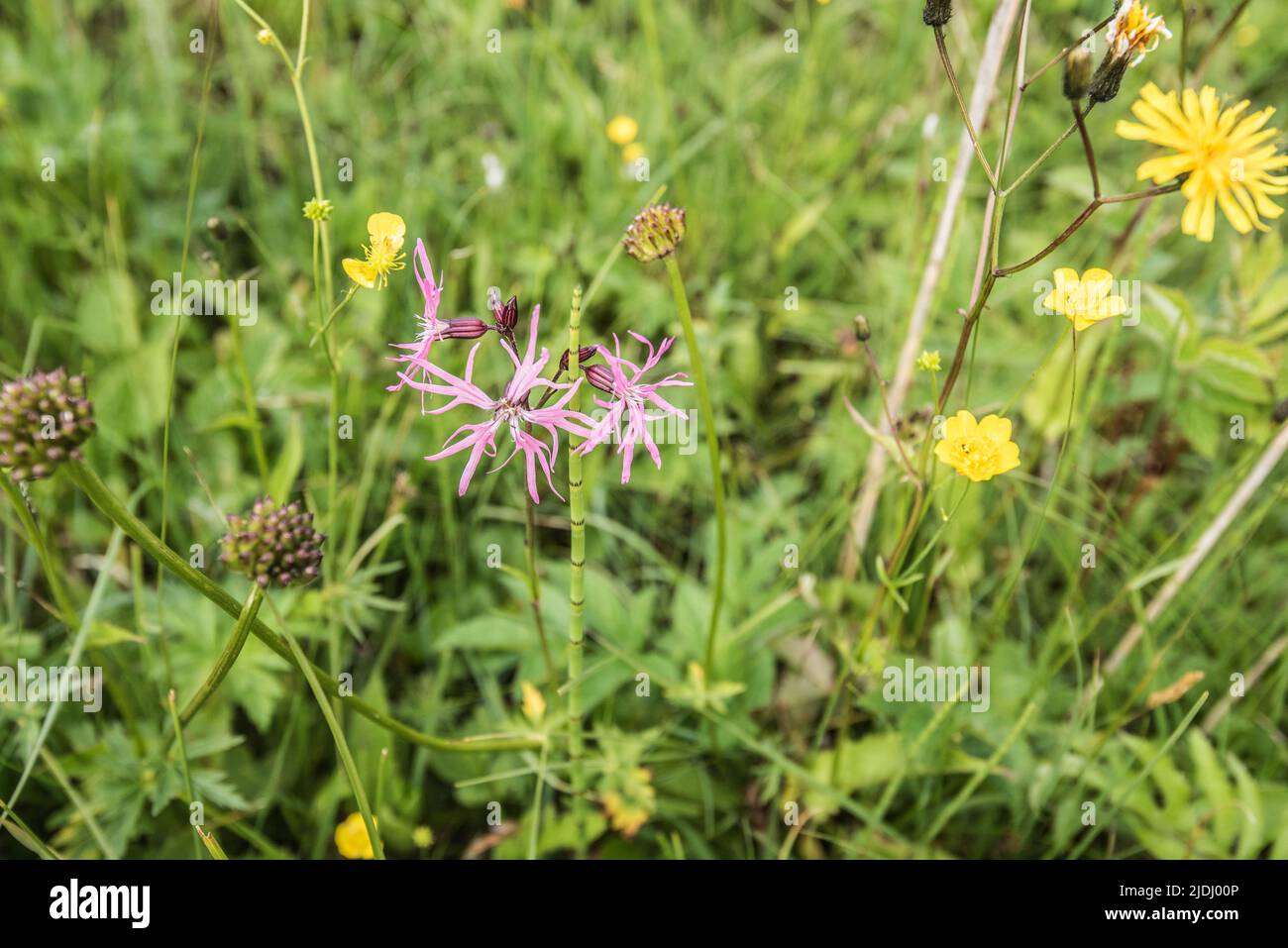 The pink, frayed flowers of Ragged-robin,also known as Lychnis flos-cuculi., are an increasingly rare sight as our wild wetland habitats disappear. Stock Photo