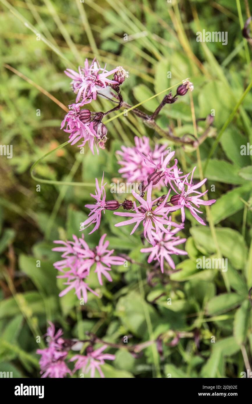 The pink, frayed flowers of Ragged-robin,also known as Lychnis flos-cuculi., are an increasingly rare sight as our wild wetland habitats disappear. Stock Photo