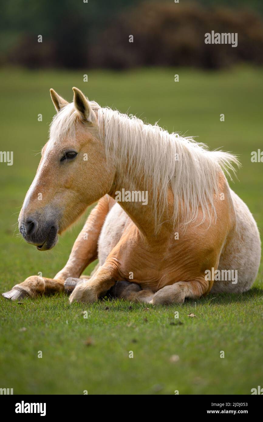 Telephoto lens close up of a beautiful powerful  light coloured horse with long mane laid down with copy space for headlines. Stock Photo