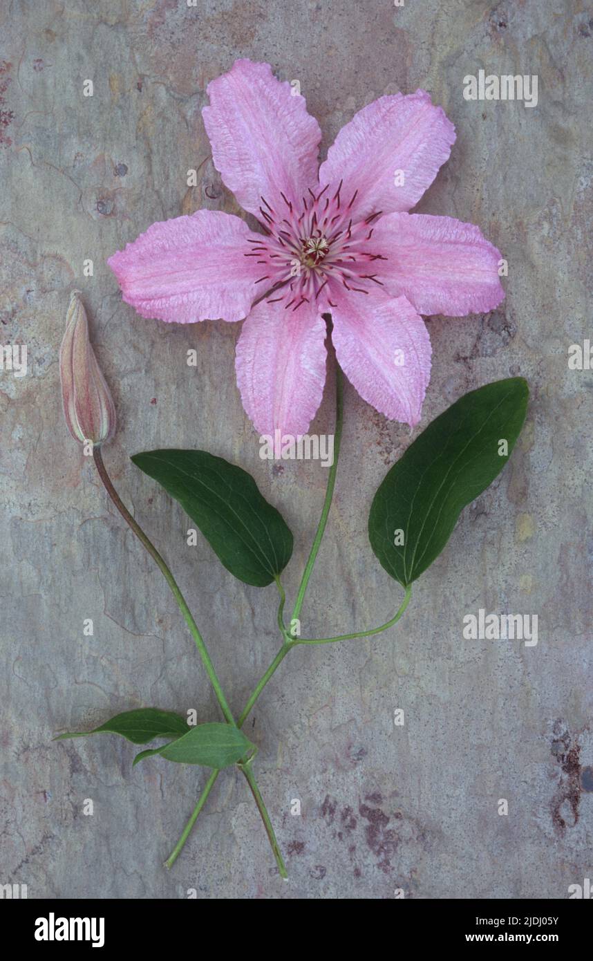 Pale pink and white flower with stalk of Clematis Hagley hybrid lying with flowerbud on marbled slate Stock Photo