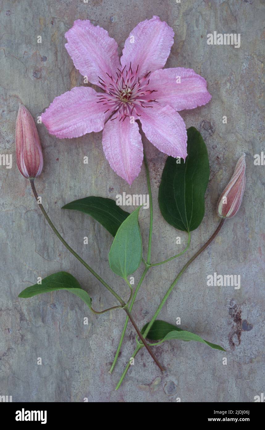Pale pink and white flower with stalk of Clematis Hagley hybrid lying with two flowerbuds on marbled slate Stock Photo