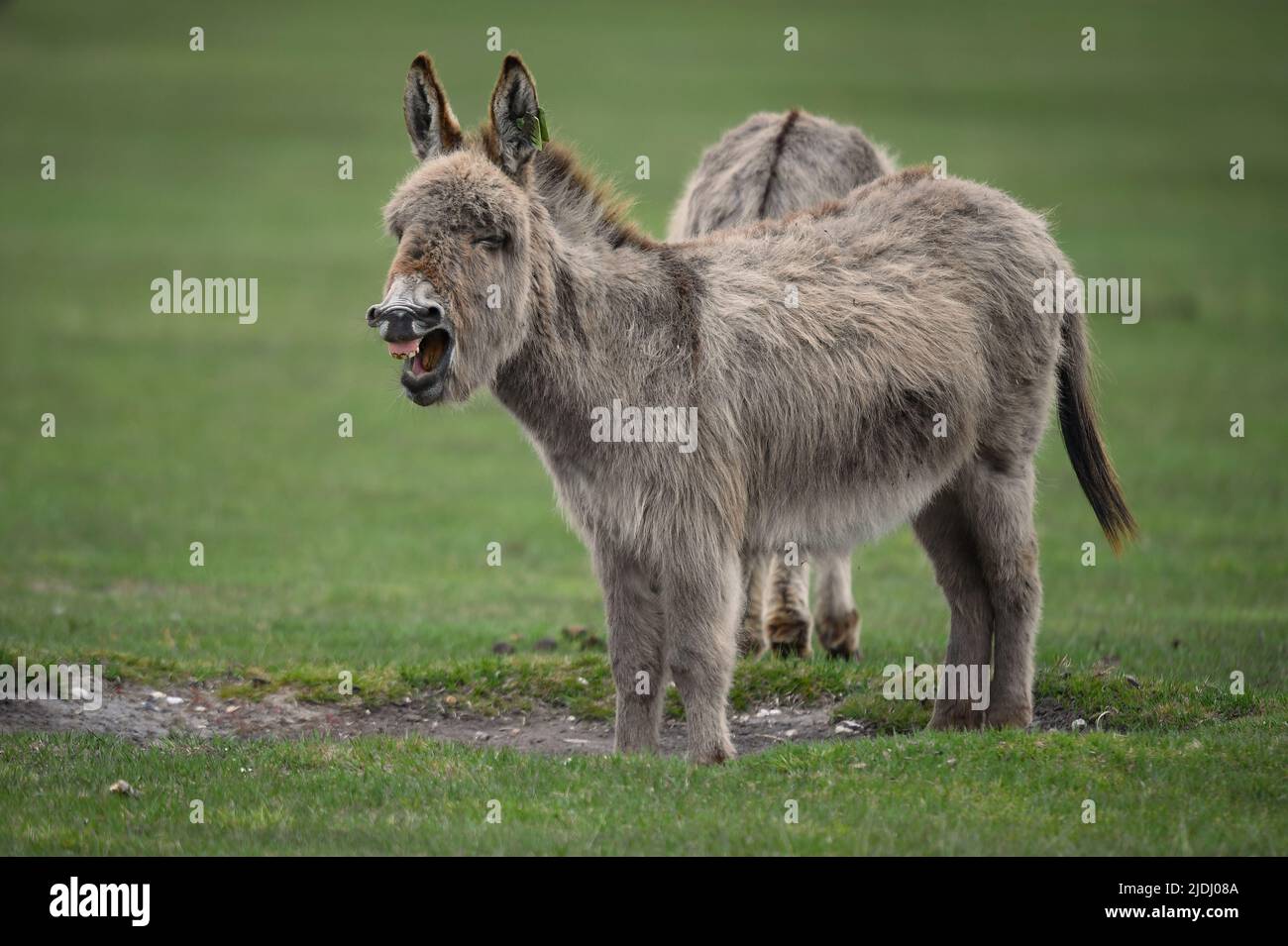 Two New Forest donkeys together with one with mouth open looking like its nagging the other. Amusing image. ( image set) Stock Photo