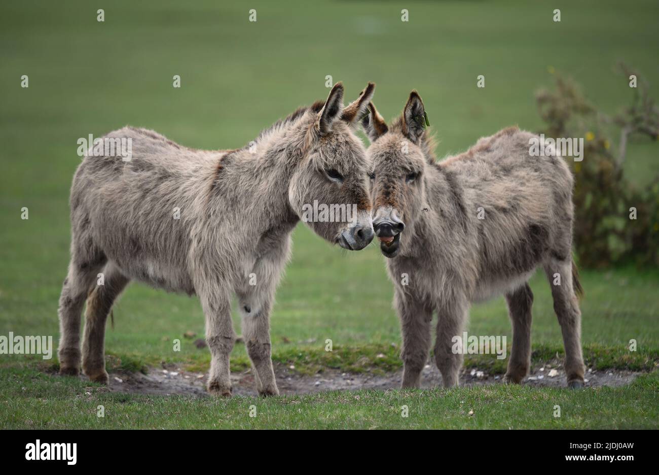 Two New Forest donkeys together with one with mouth open looking like its nagging the other. Amusing image. ( image set) Stock Photo
