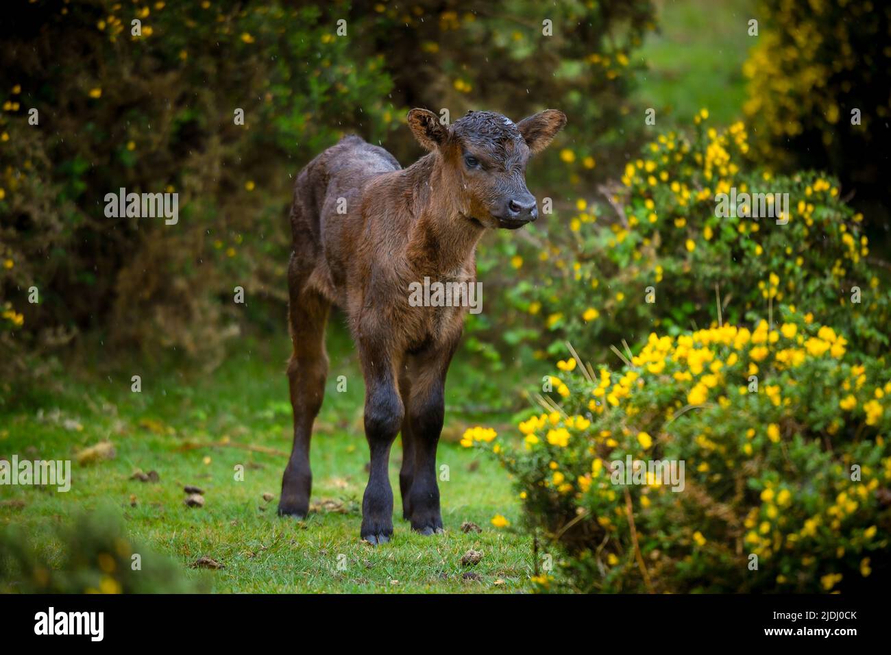 Baby brown cow ( calf ) free roaming in the New Forest national park Hampshire England amongst the flowering yellow gorse bushes. Stock Photo