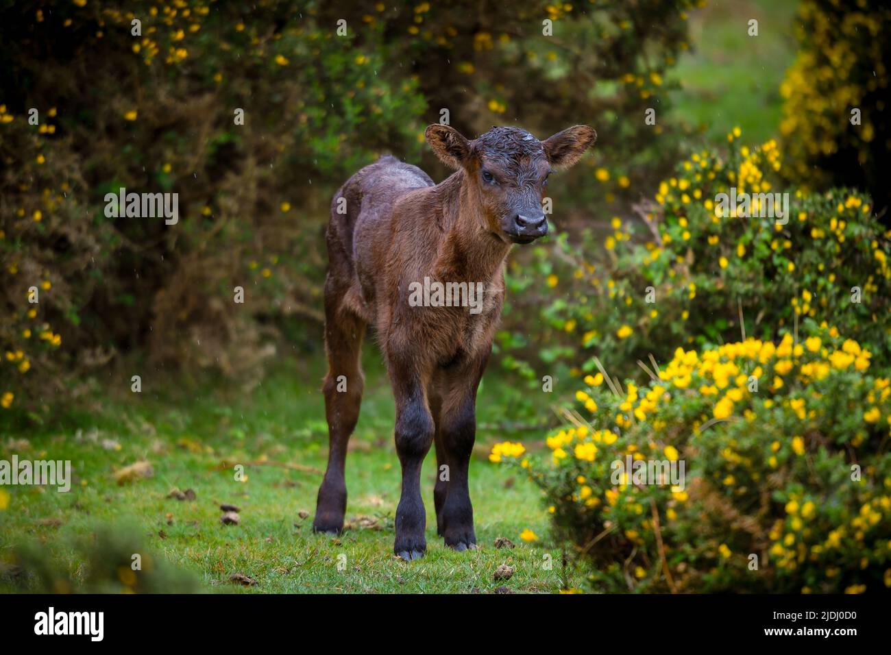 Baby brown cow ( calf ) free roaming in the New Forest national park Hampshire England amongst the flowering yellow gorse bushes. Stock Photo