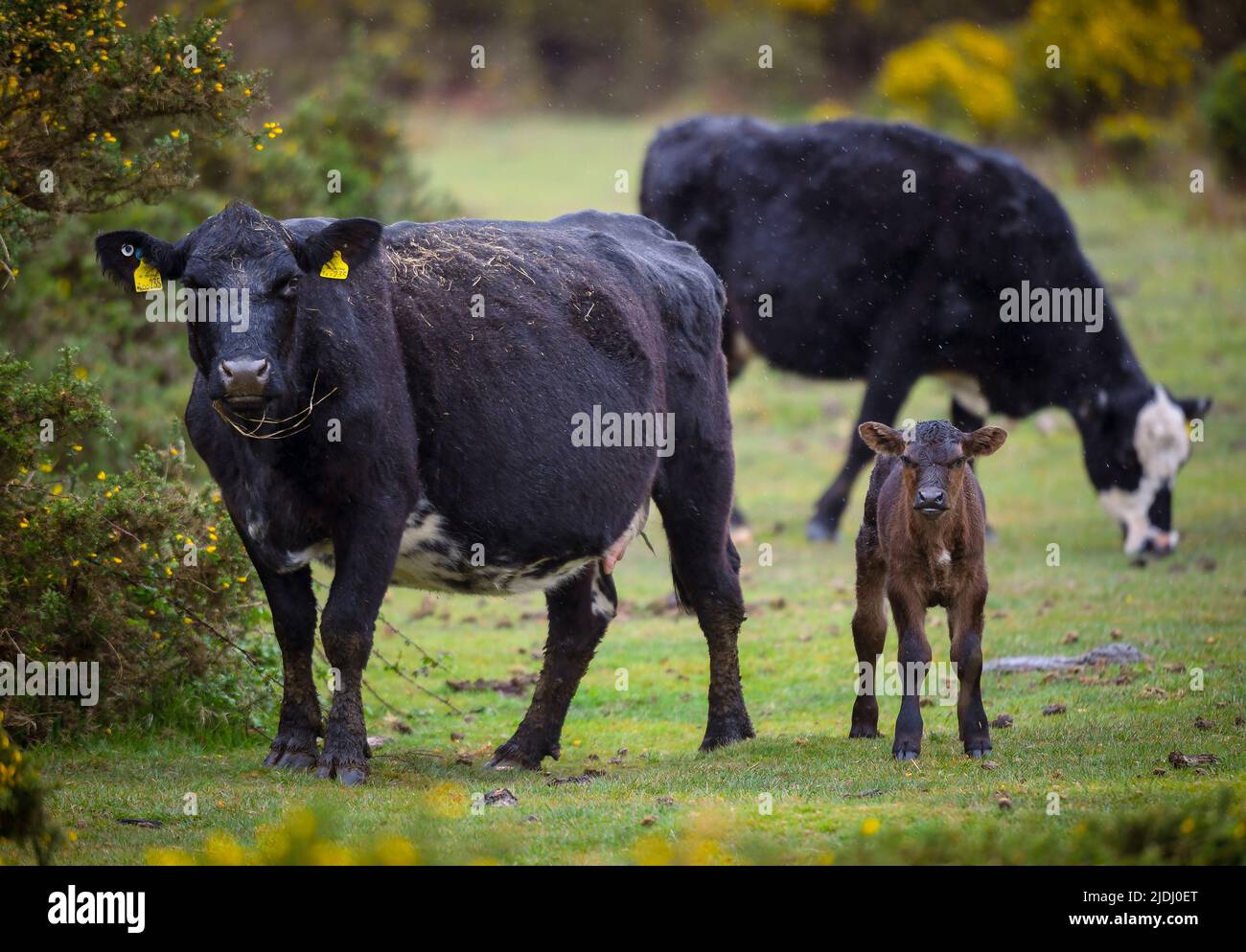 A young calf stands guard with his mum on a walking route in the New Forest National park. The cows are free to roam the common land of the new forest. Stock Photo