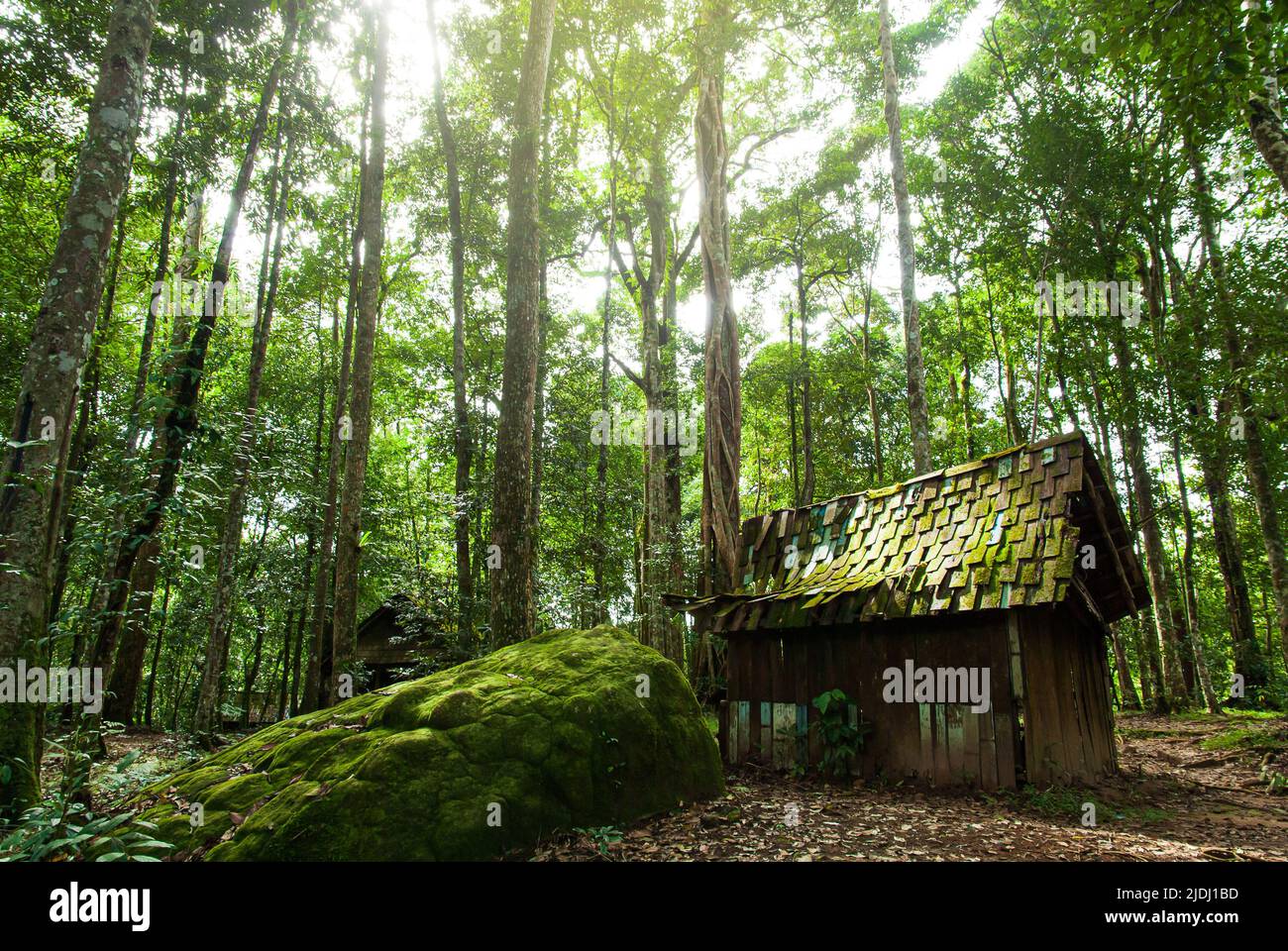 An old wooden hut in a tropical forest during a rainy season, green moss and lichen cover the wooden roof. Stock Photo